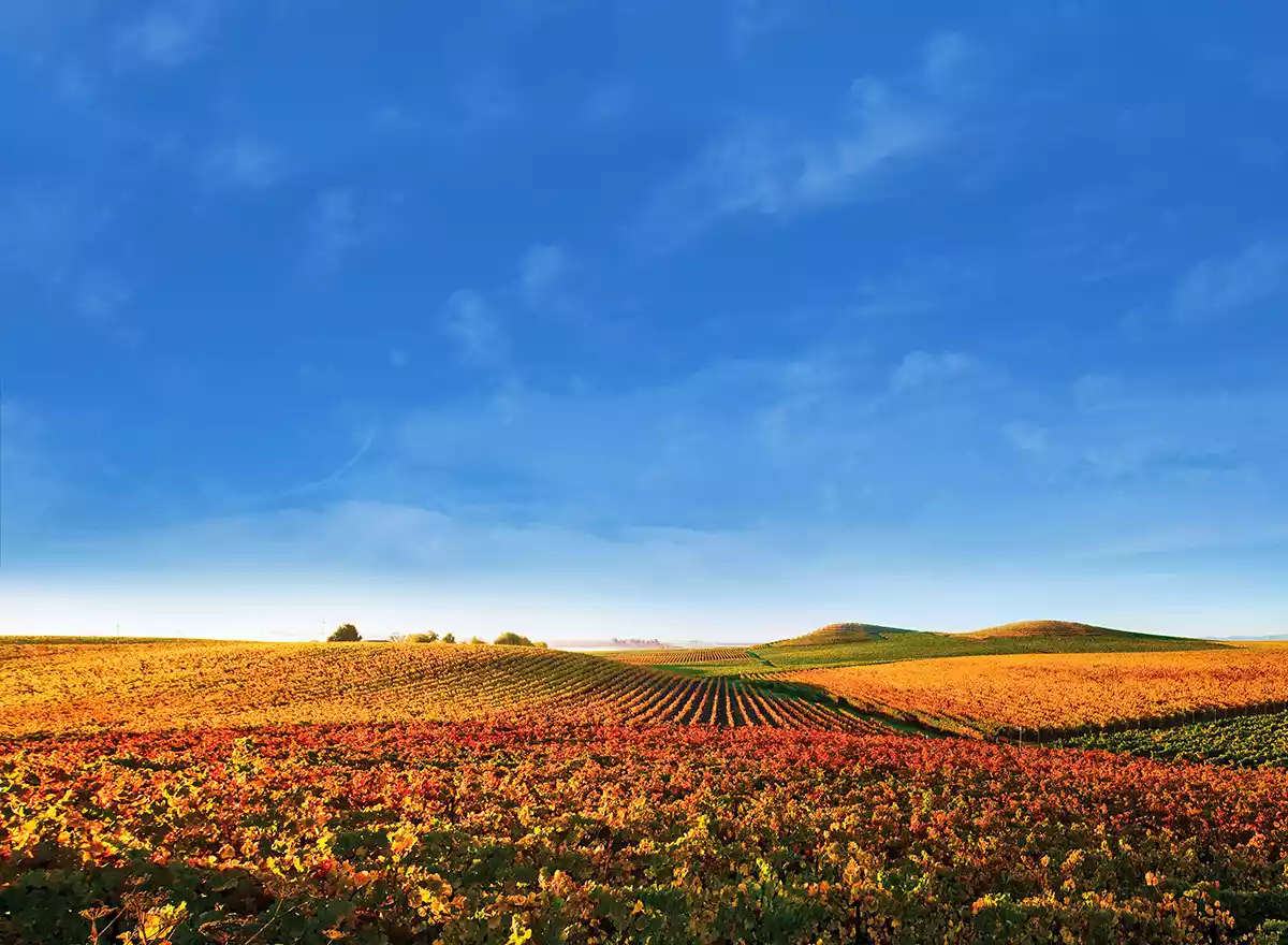 Deconstructing Napa Valley