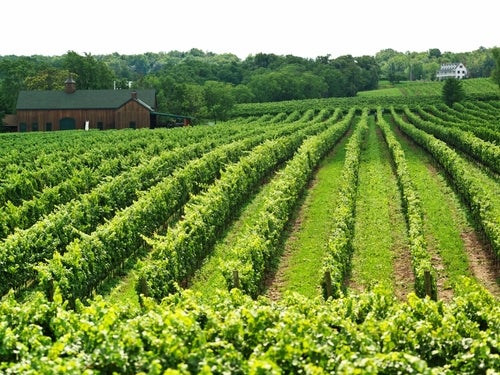 Rows of green vines and green cover crops in Hidden Bench vineyard in Beamsville