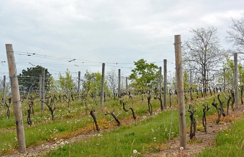 spindly young vines, trellising wires and wooden posts, with a cover crop of unmowed grass and a few flowers, on a grey day in Grimsby, Niagara. 