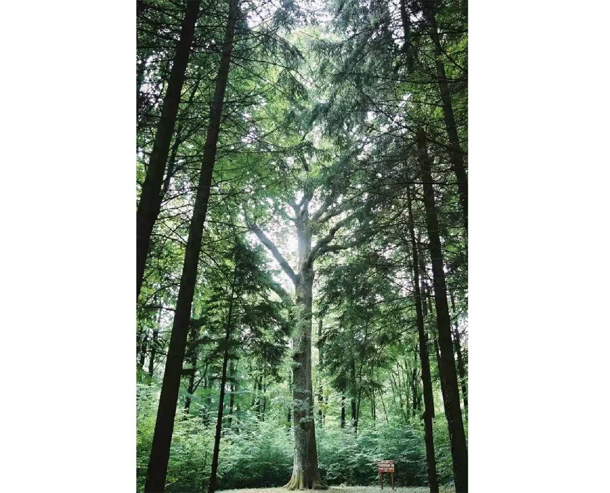 Champagne Giraud 2017 Aÿ Grand Cru Argonne: Sheer presence