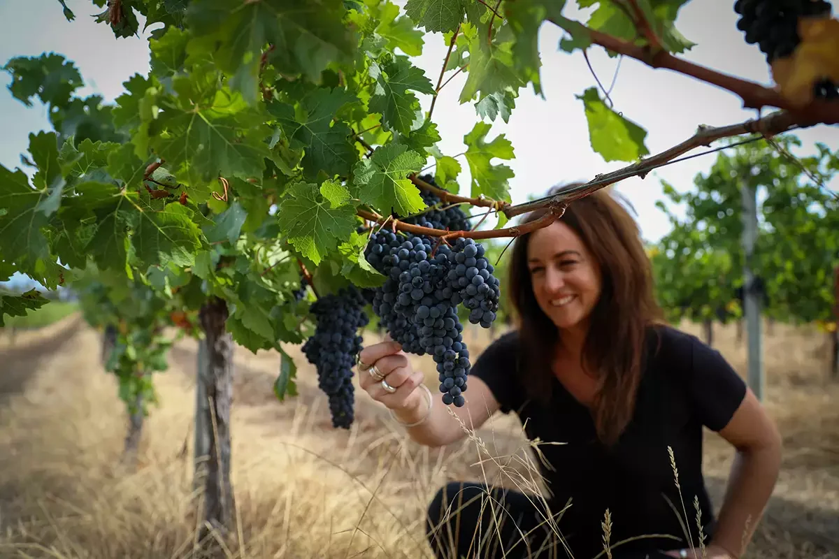 Vasse Felix at 50: Returning to roots