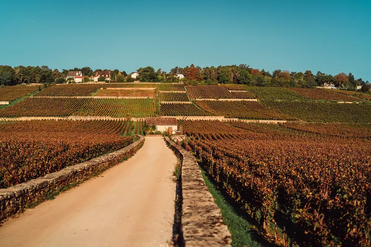 Bouchard Père & Fils builds Domaines des Cabottes