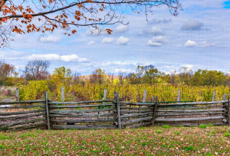 Ontario Cabernet Franc: Working hard, but no longer a workhorse