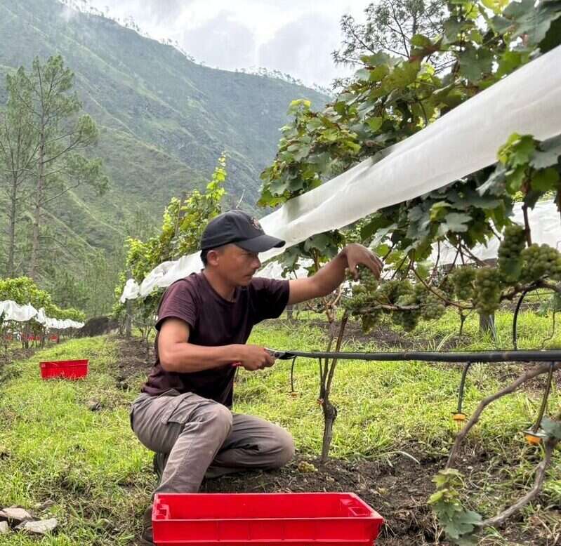 A Bhutanese man in a cap harvesting Sauvignon Blanc grapes in a vineyard in Bhutan with mountains in the background and a red basket