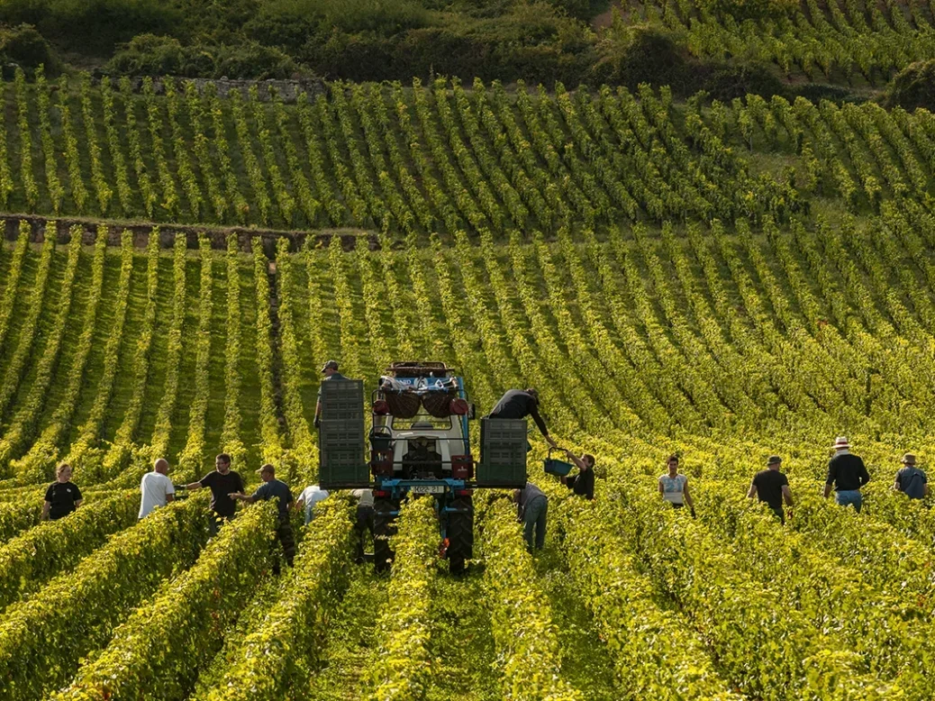 pickers walk in rows next to a tractor in rows of vines on low rolling hills into the distance
