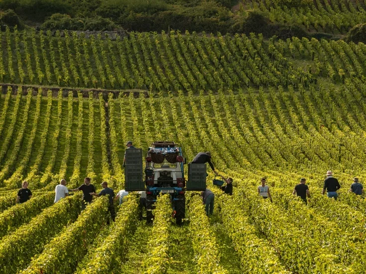 pickers walk in rows next to a tractor in rows of vines on low rolling hills into the distance