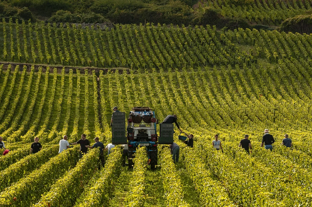 2023 Domaine de la Romanée-Conti: A golden decade continues