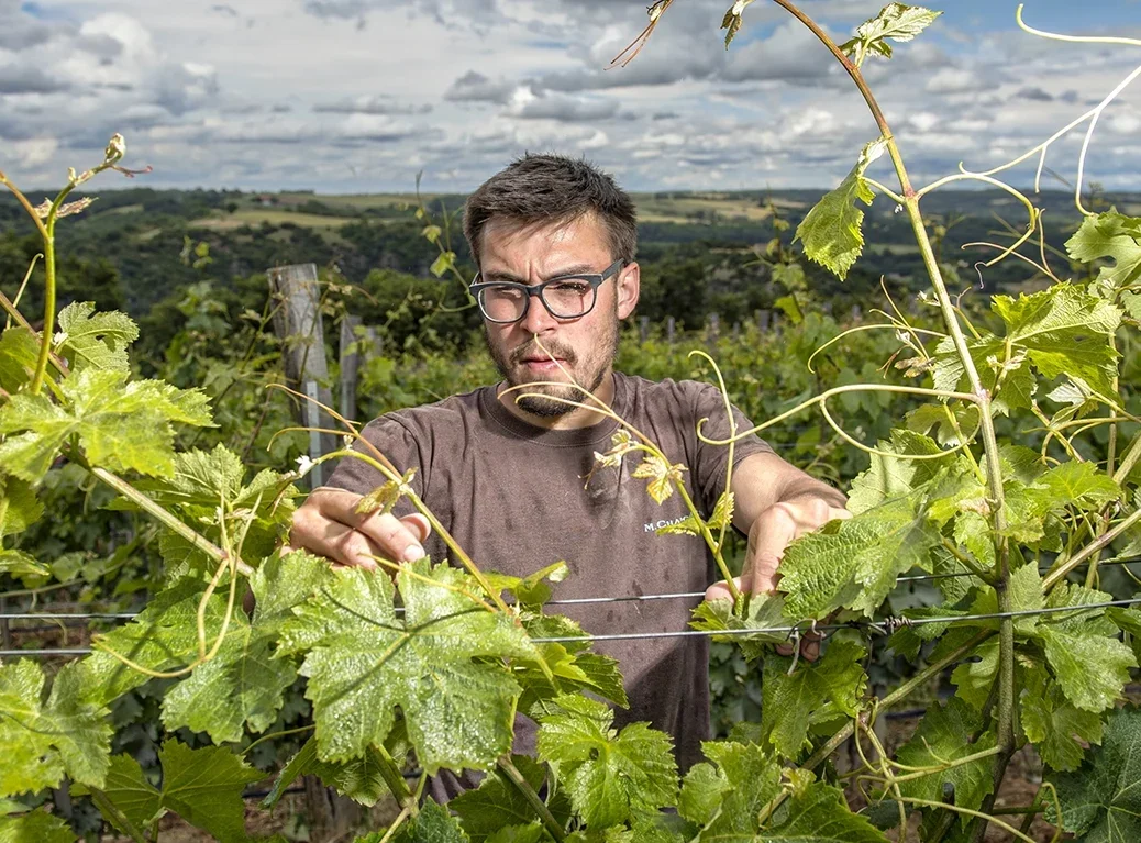 Maxime Chapoutier in a vine with a cloudy sky, spectacular with sun shining on the clouds over the distant horizon