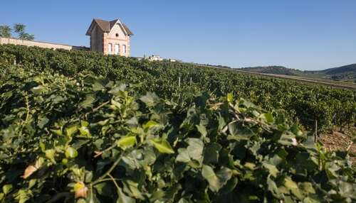 2024 Burgundy tasting notes: Côte de Beaune—Meursault