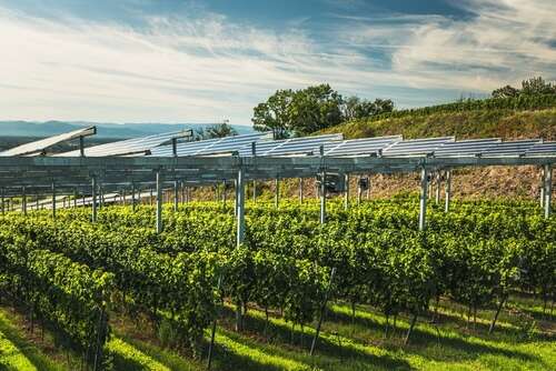 solar panels above green leafy vines on a sunny day with white clouds in a blue sky