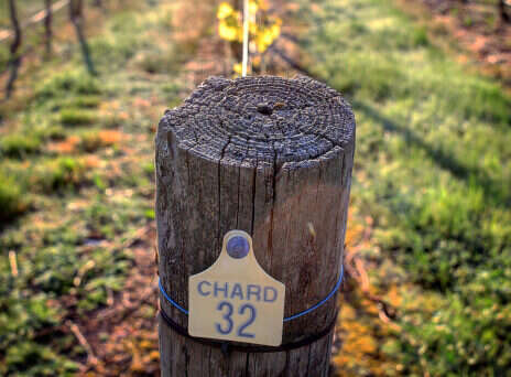 Australian Chardonnay: The quintessential grape