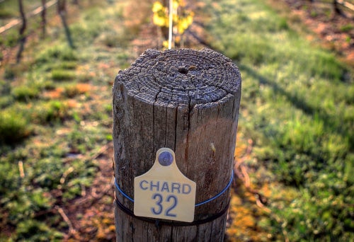 A close up of the top of a post at the end of a row of vines in dappled sun with a small sign on the post saying Chard 32 in blue writing on white
