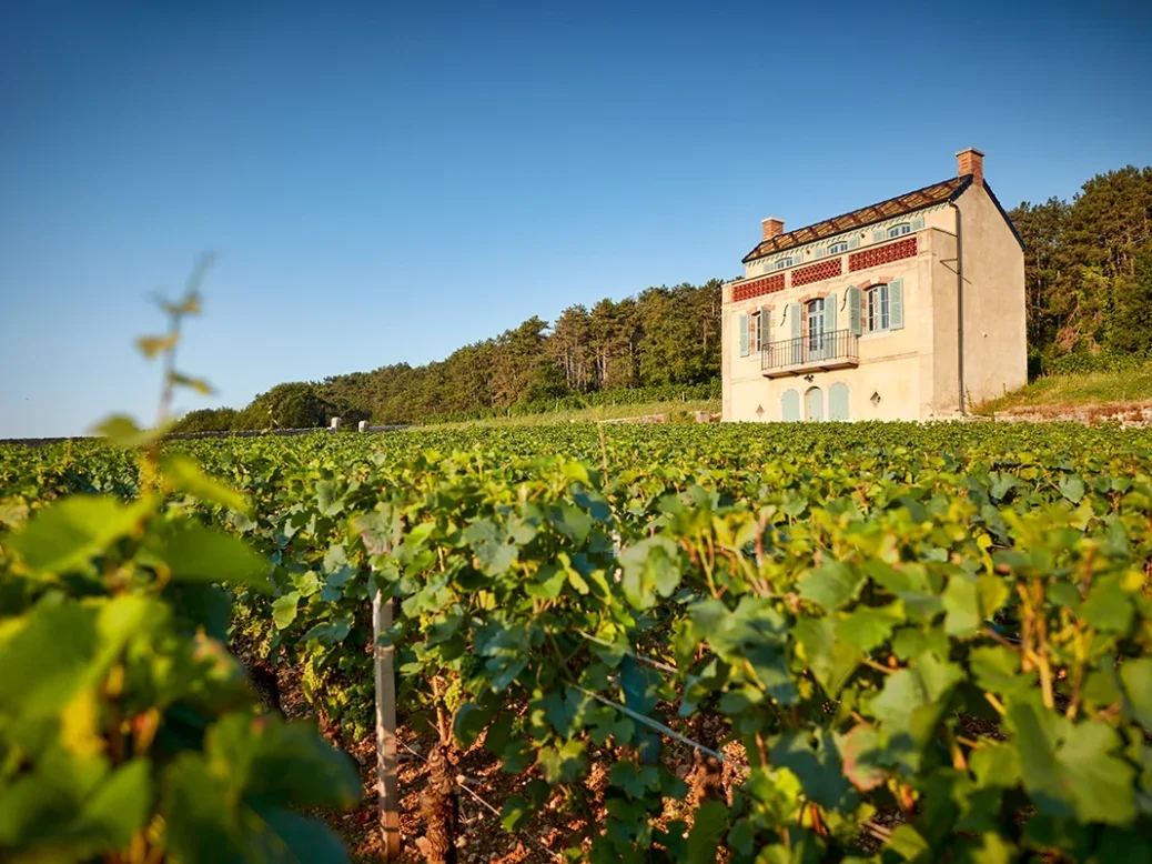 A pretty little building in a vineyard Clos des Issarts on a beautiful sunny day