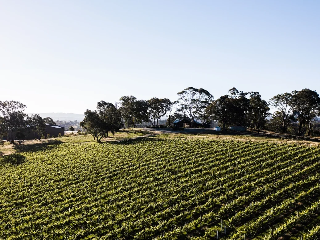 neat green rows of geometric vines on a clear cloudless sunny day evening with trees forming a boundary at the vineyard's edge