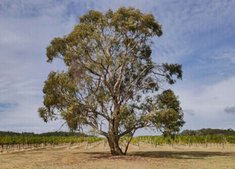 Australian Chardonnay: Beechworth