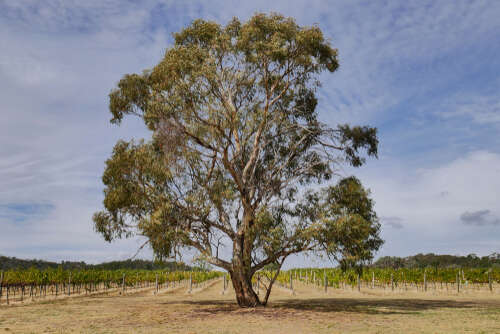 A large eucalyptus tree takes up most of the frame with dry sandy soil and vines on a hot-looking day