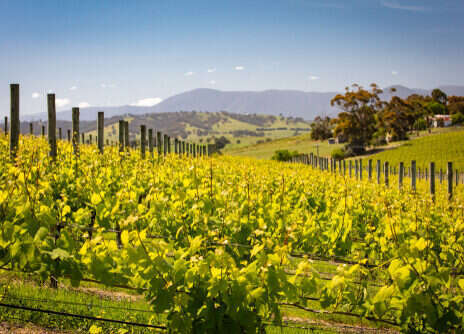 Australian Chardonnay: Yarra Valley