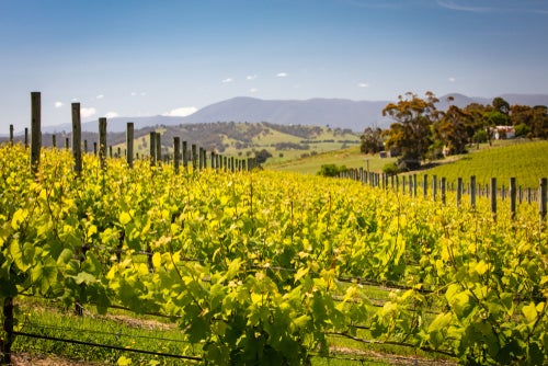 Bright light green vineyards on a sunny afternoon on a gentle slope with hills in the far distance in the Yarra Valley