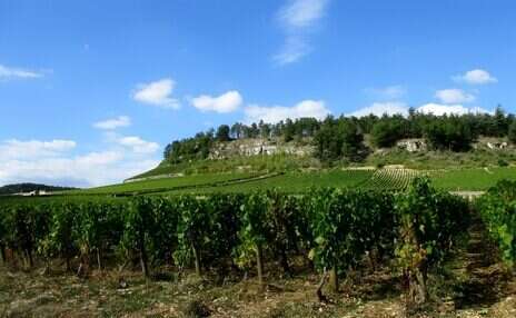 2024 Burgundy tasting notes: Côte Chalonnaise—Mercurey