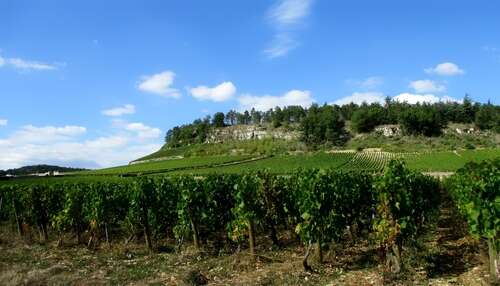 A woody rocky escarpment above a vineyard on a sunny day in Mercurey, Burgundy