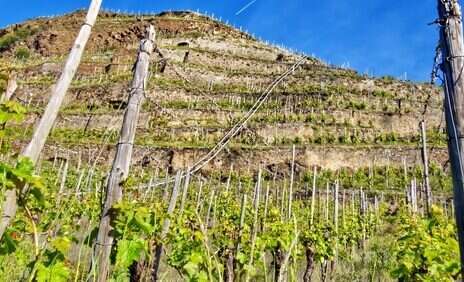 Eradication and abdication