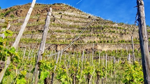 A sheer slope with vines at the bottom