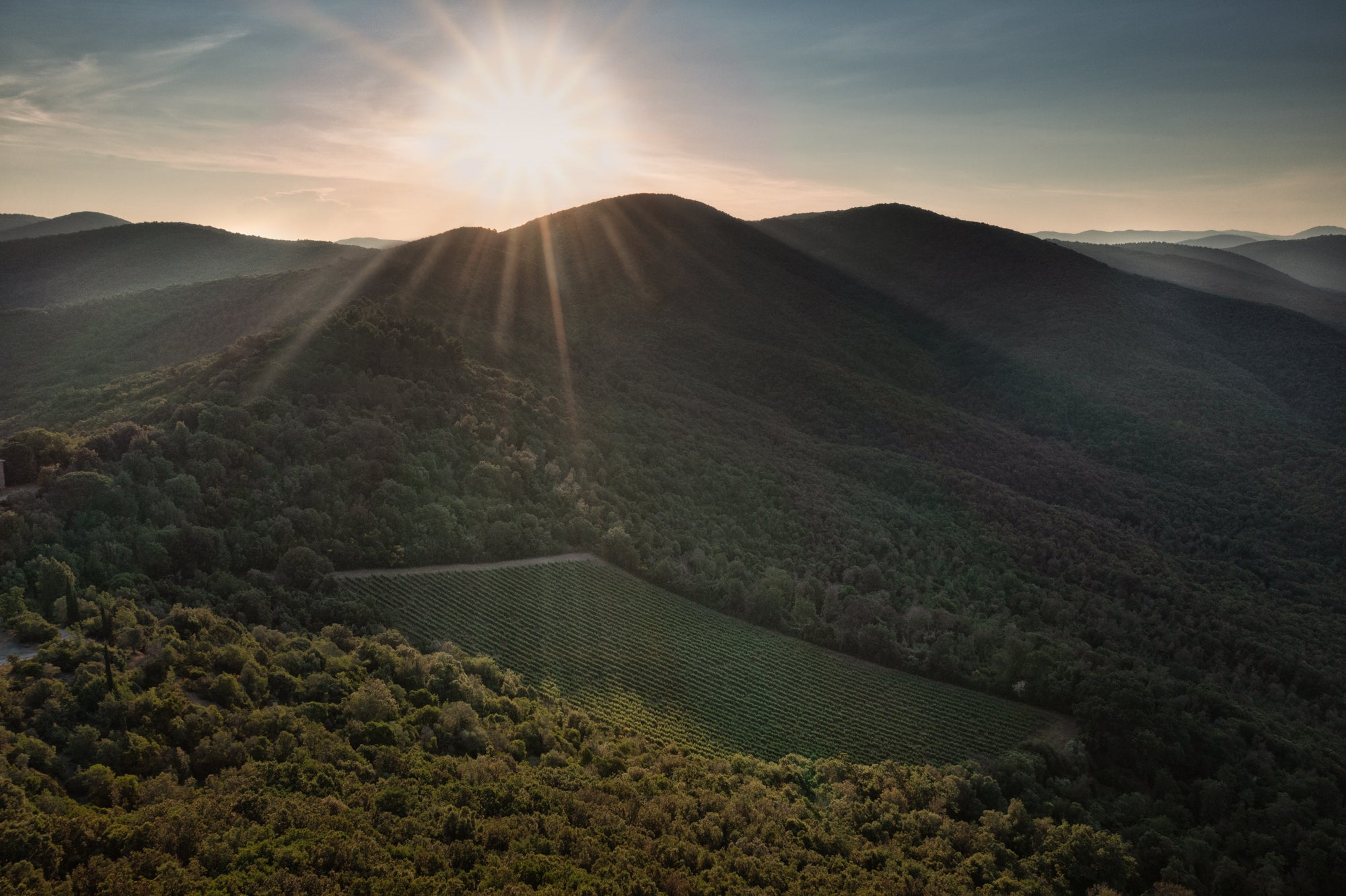 Tenuta San Guido: Oodles of charm