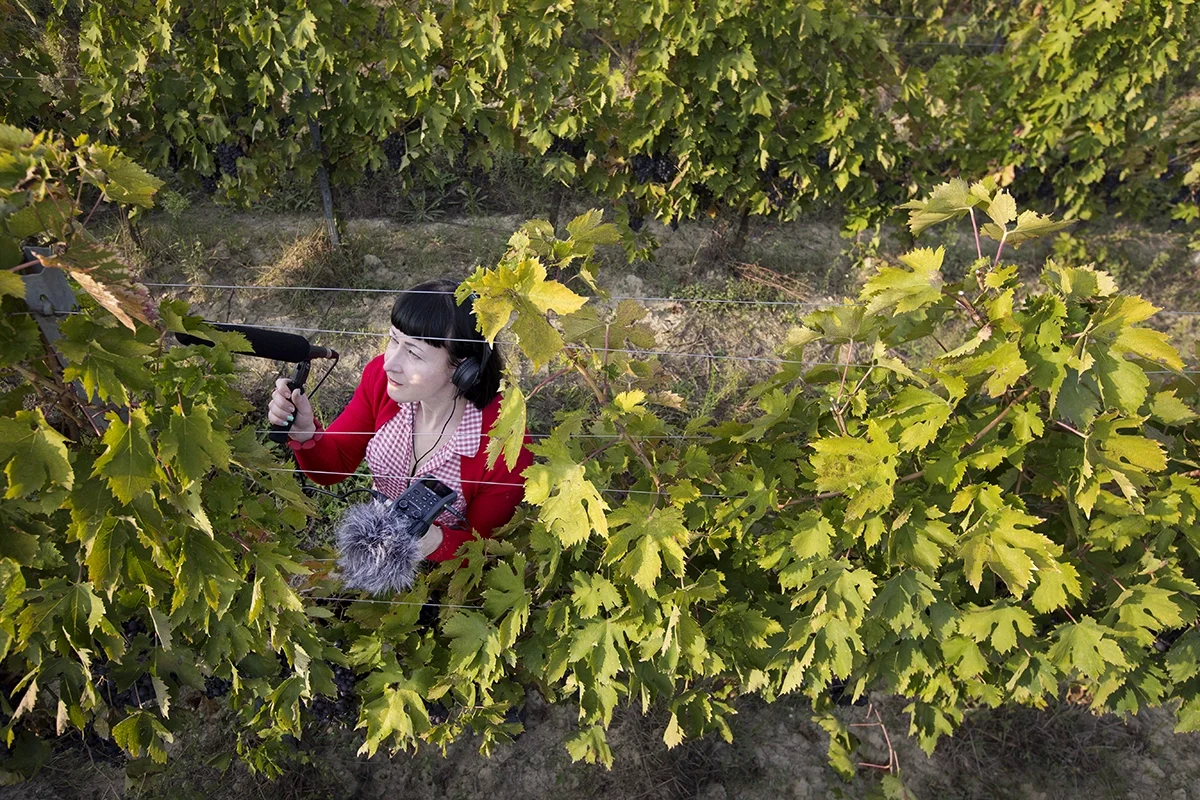 Wine, music, and the indivisibility of all things: A passage through the sensory terroir