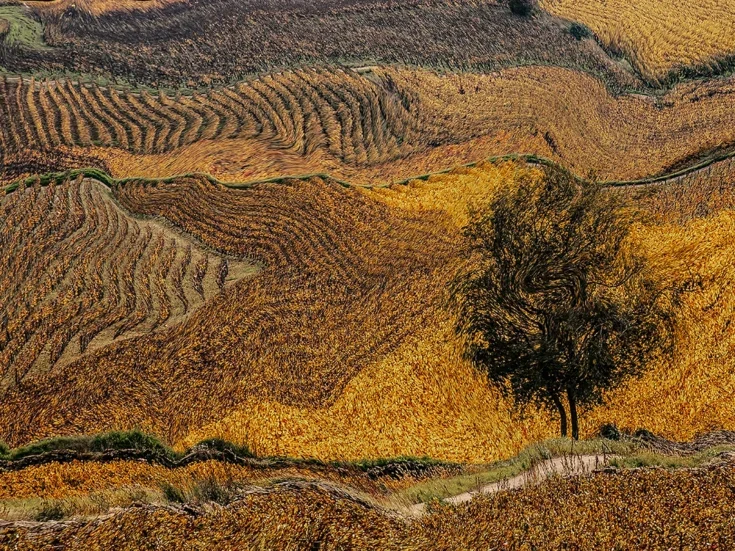 A wobbly picture of an autumnal vineyard