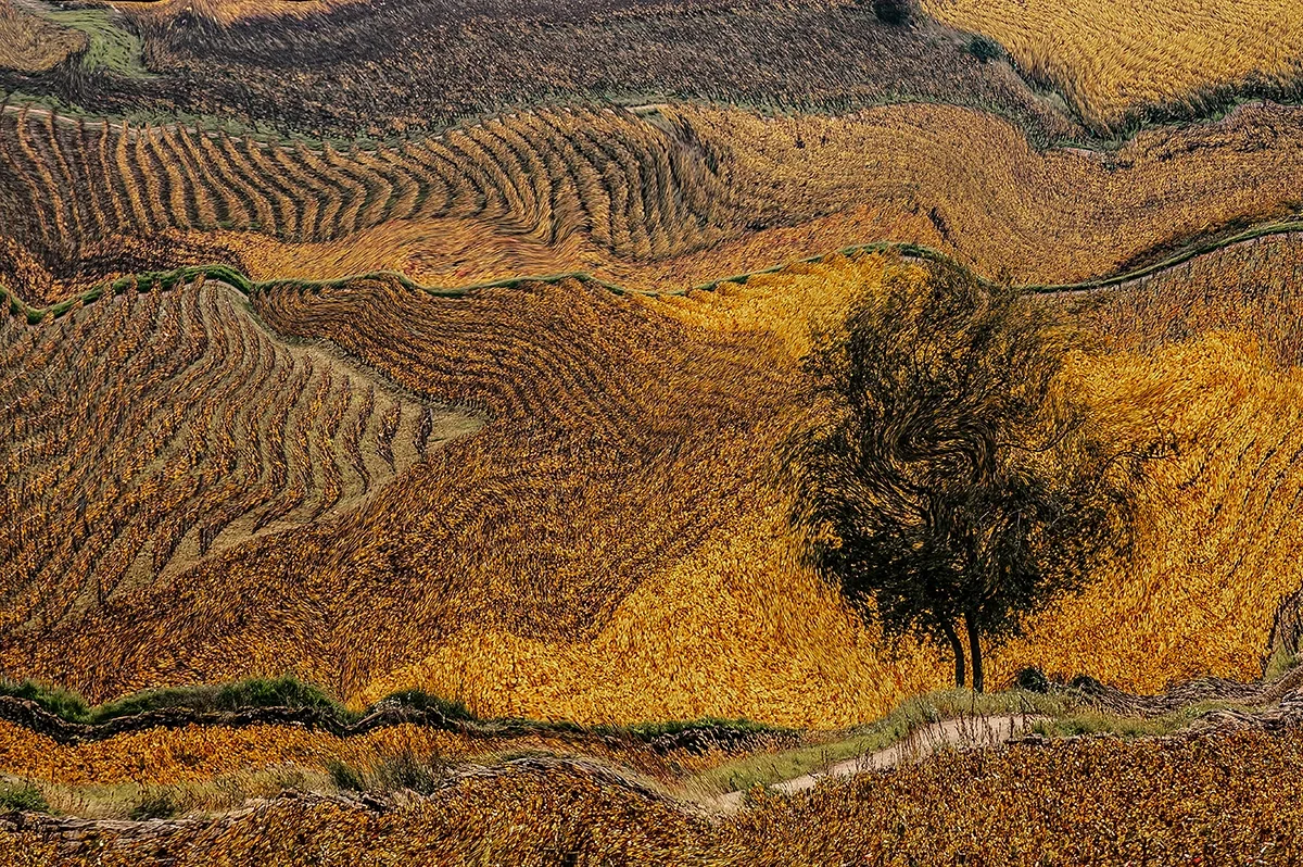 Vincent in Burgundy