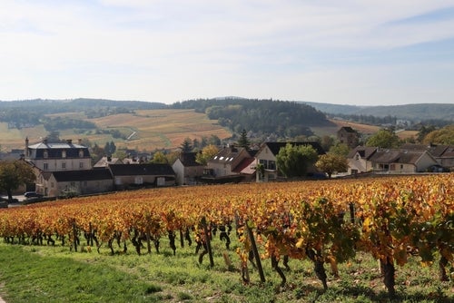 Autumnal vineyards on a gentle slope in Mercurey, Burgundy