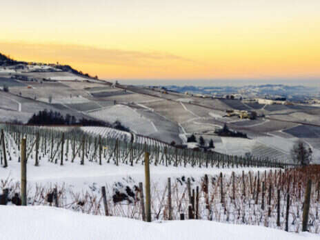 2021 Barolo: Structure, drive, energy, freshness