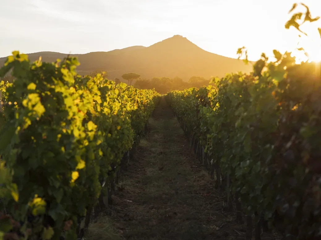 A vineyard at sunset with a hill in the distance