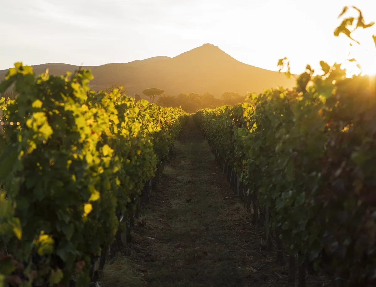 Antinori 2021 Guado al Tasso Il Matarocchio: Truly beautiful 