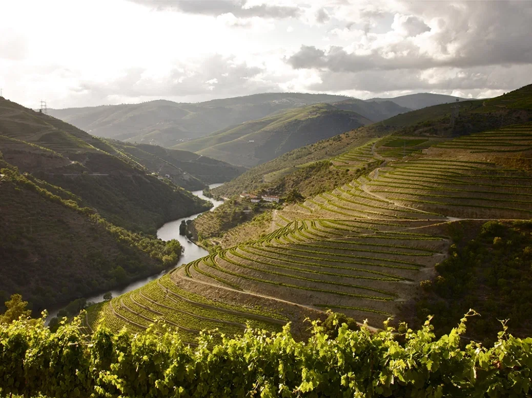 The Douro river meanders like a ribbon into the distance with the steep banks covered in vines either side
