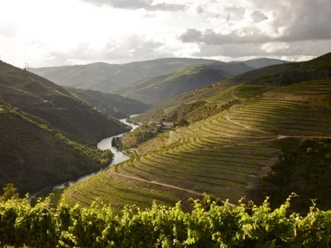 2024 Vintage Port: Fladgate, Noval, and Romaneira