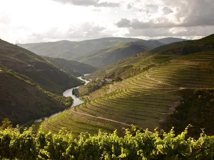 The Douro river meanders like a ribbon into the distance with the steep banks covered in vines either side