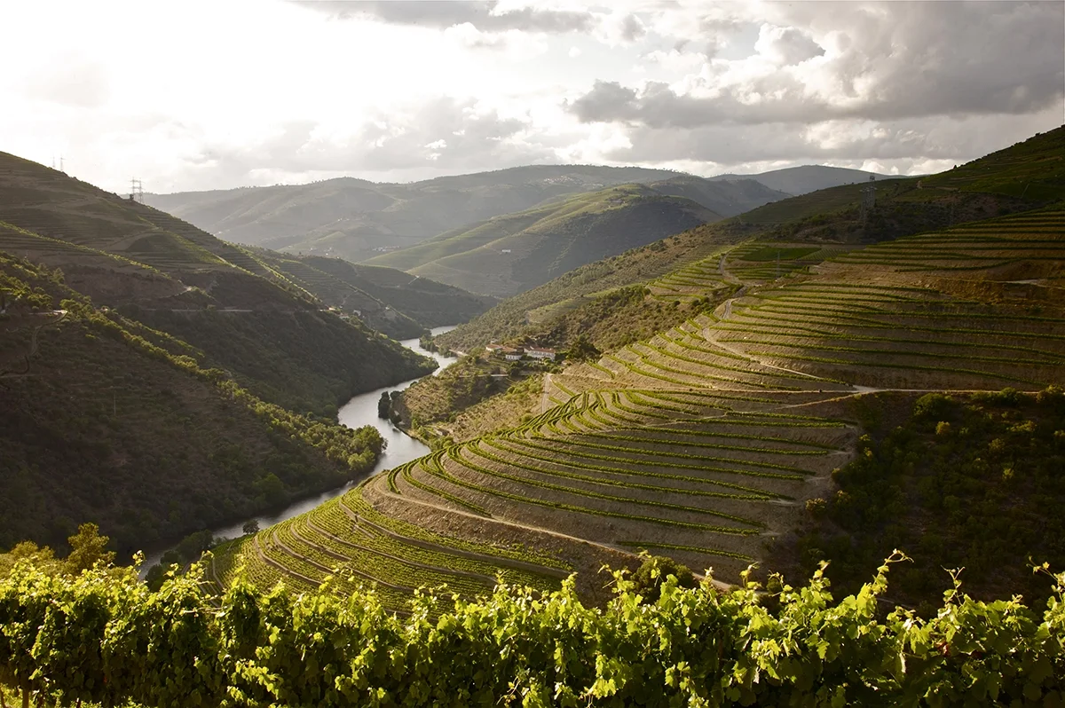 2024 Vintage Port: Fladgate, Noval, and Romaneira