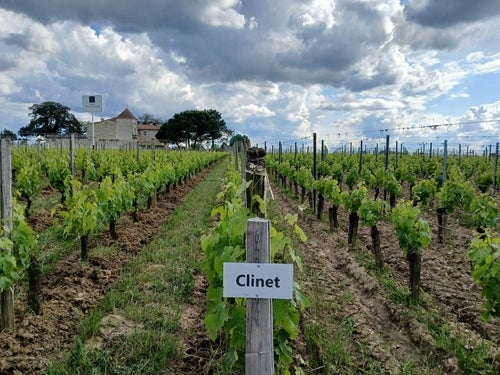 The vineyards of Château Clinet in Pomerol, with a small cardboard sign saying "Clinet" in black on white on a post at the front of the vineyards with the château in the background.