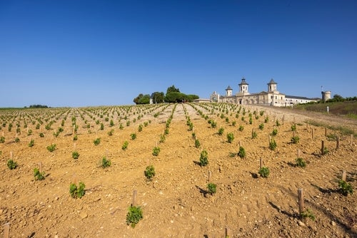 evenly spaced small young vine shrubs on dry soil in front of white château cos d'estournel with brilliant blue sky