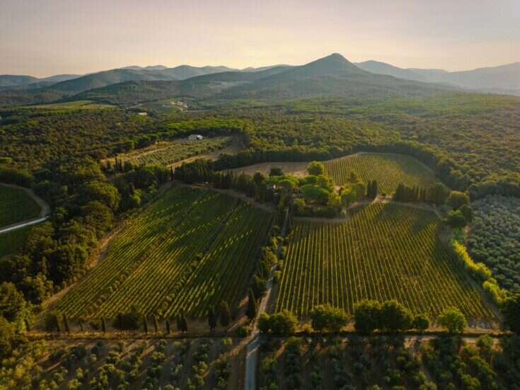 A view of vineyards and a winery with hills and a sunset in the distance