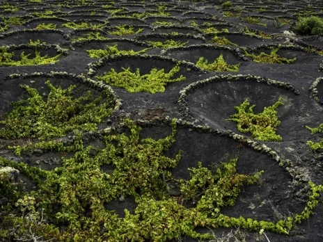 Vintage voyage: The Canary Islands—Volcanic vitivinicultores