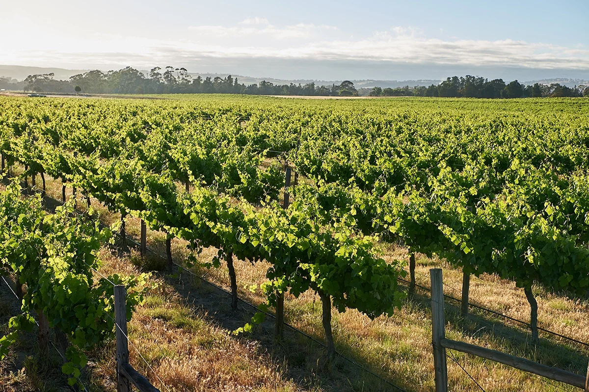 Penfolds Bin 707 1976–2023: Ascent