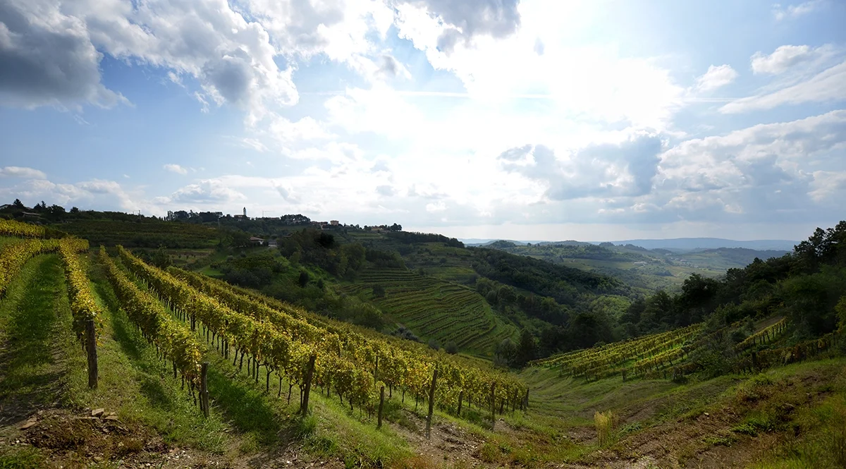 Vintage voyage: Friuli-Venezia Giulia—wine without borders
