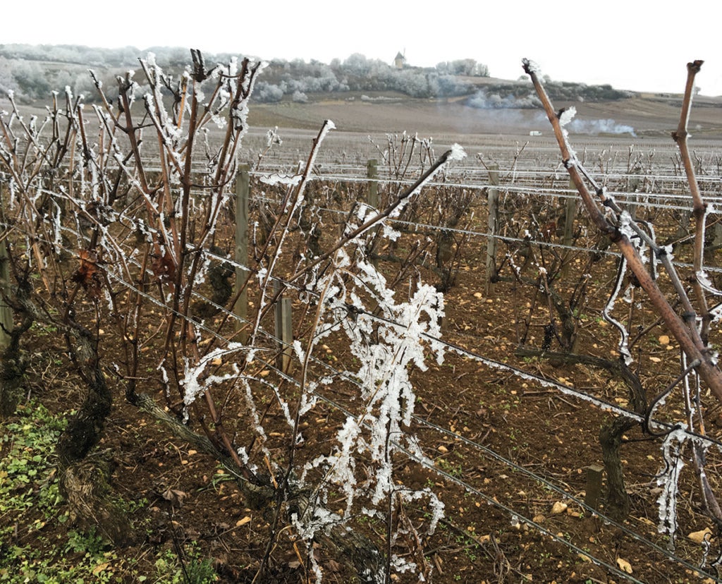 frozen vines with ice with the village of Santenay in the distance on a cold frosty day