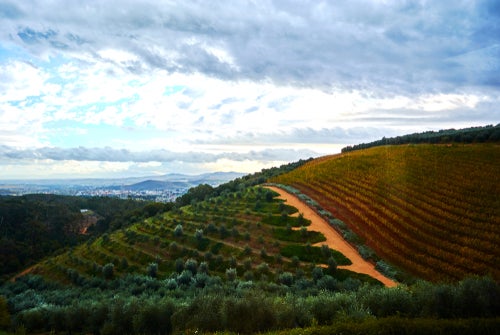 A view of hills with vineyards and orchards in Stellenbosch with a sky with patches of blue and lots of cloud, both grey and white