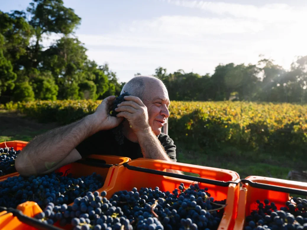 A man holds some grapes to his hear that he has picked up form some crates full of harvested bunches