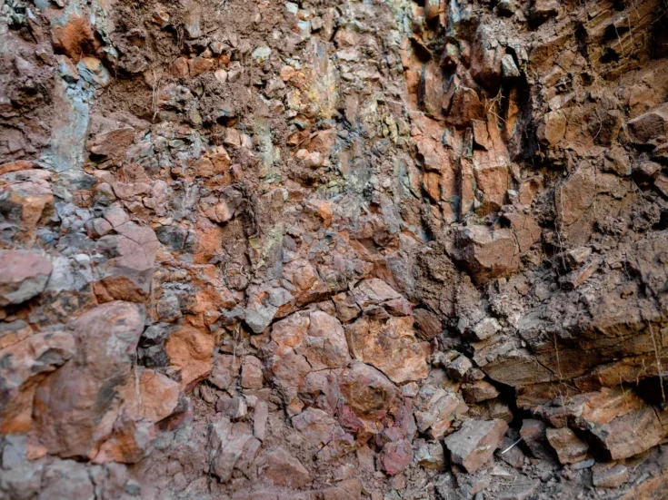 A close up of a cross-section of basalt rock with vines going through