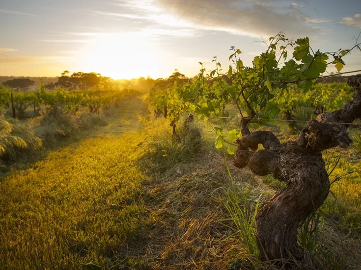 old bush vines at sunrise