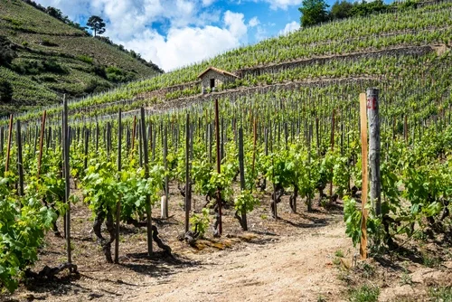 Vines on a steep hill in summer